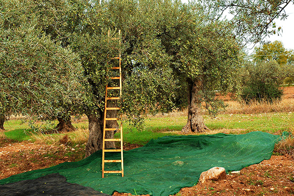 Contrada-Coffa-Slide-Raccolta