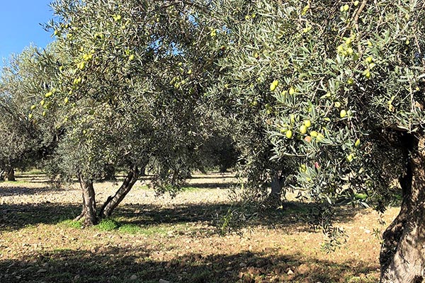 Contrada-Coffa-Slide-Uliveto
