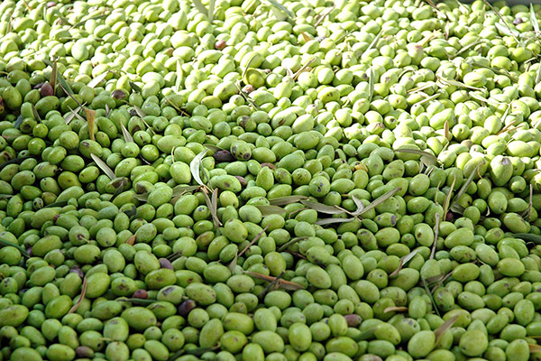 Contrada-Coffa-Slide-Olive