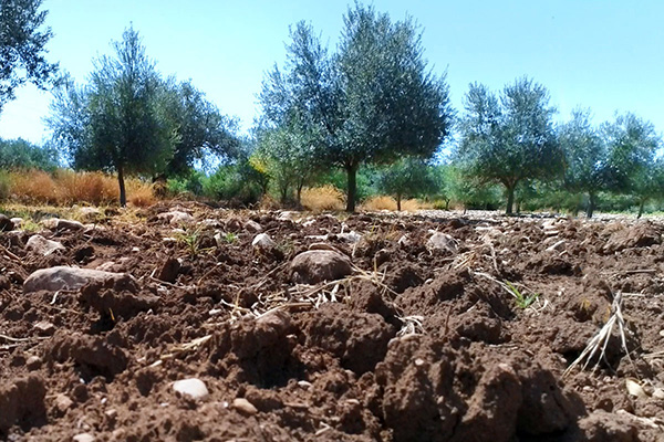 Contrada-Coffa-Slide-Terra